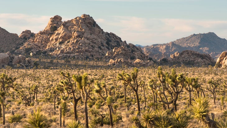 Lost Horse Valley, Joshua Tree National Park, Southern California