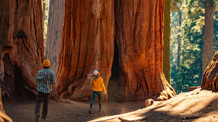 giant sequoia trees, Sequoia National Park