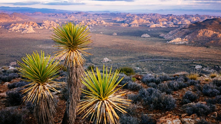 dawn panorama on Ryan Mountain in Joshua Tree National Park