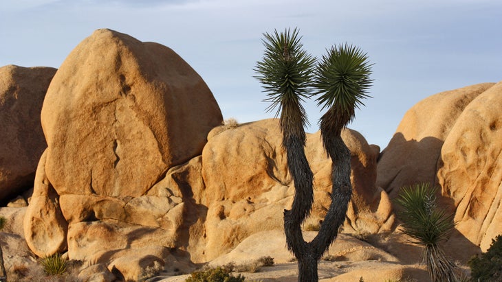 Yucca plant near the split rock loop trail in Joshua Tree