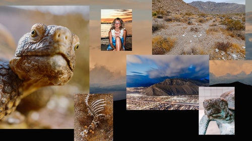 A collage of images related to Mojave Desert tortoises