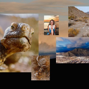 A collage of images related to Mojave Desert tortoises
