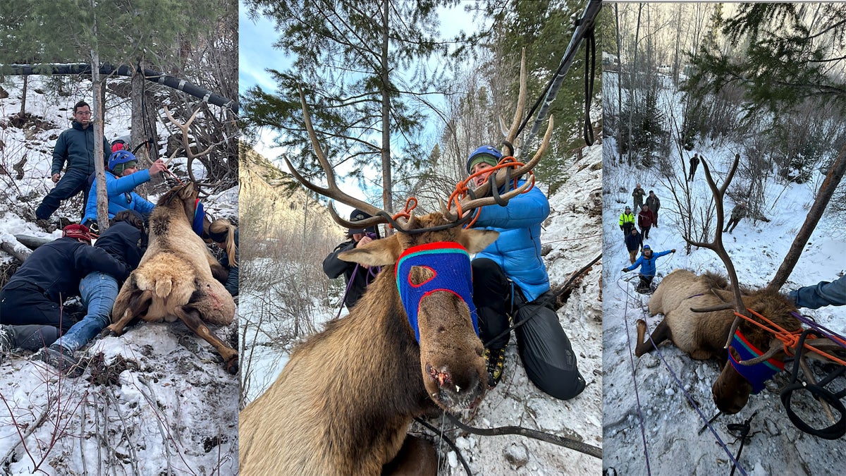 An Elk Became Ensnared in a Climbing Rope in Colorado