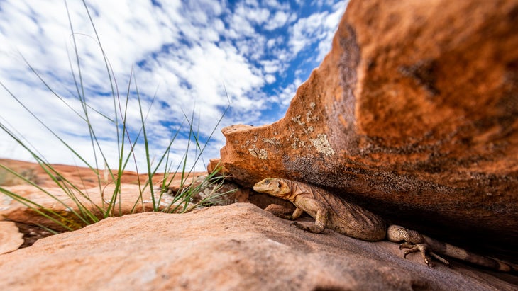 A chuckwalla lizard under a rock