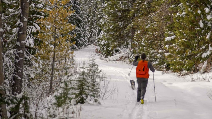 A man cross-country skiing with a dog