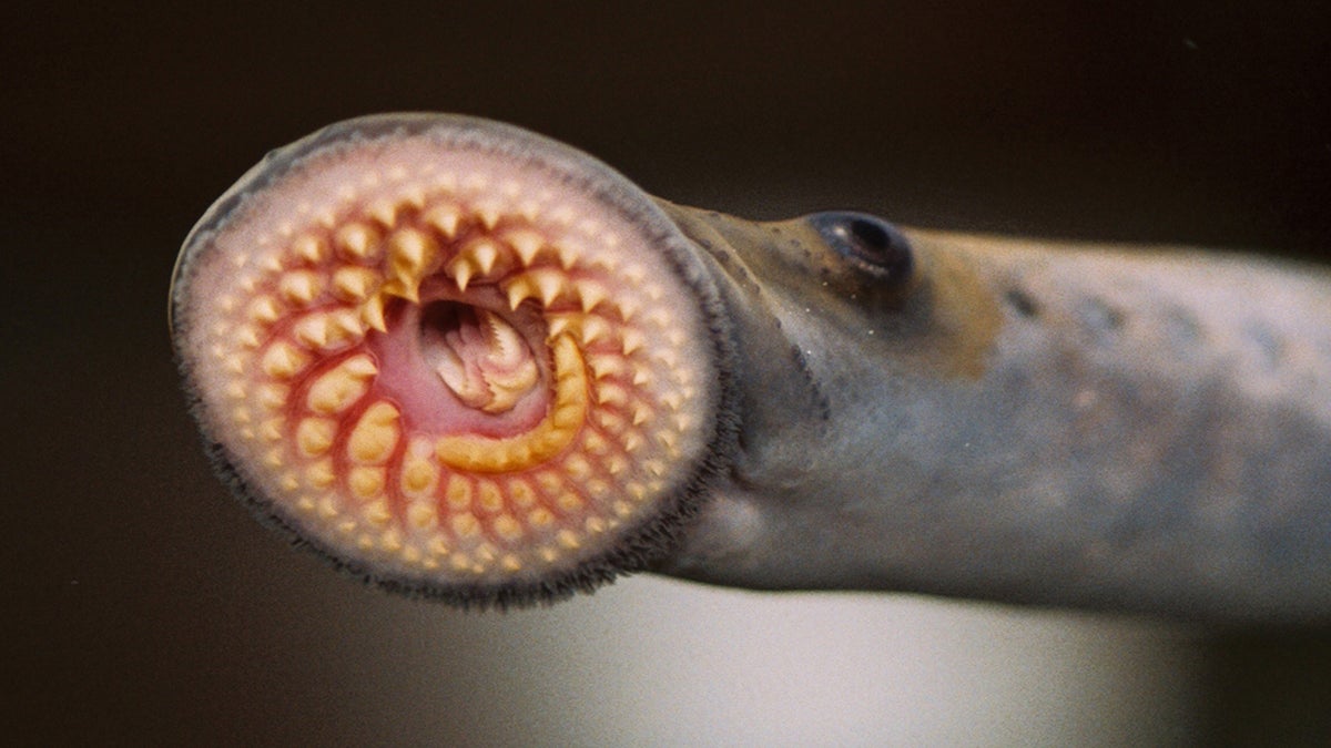 ‘The Fish Thief’ Explores a Crisis in the Great Lakes Caused by the Sea Lamprey