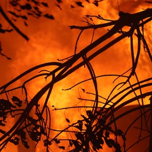 wildfire