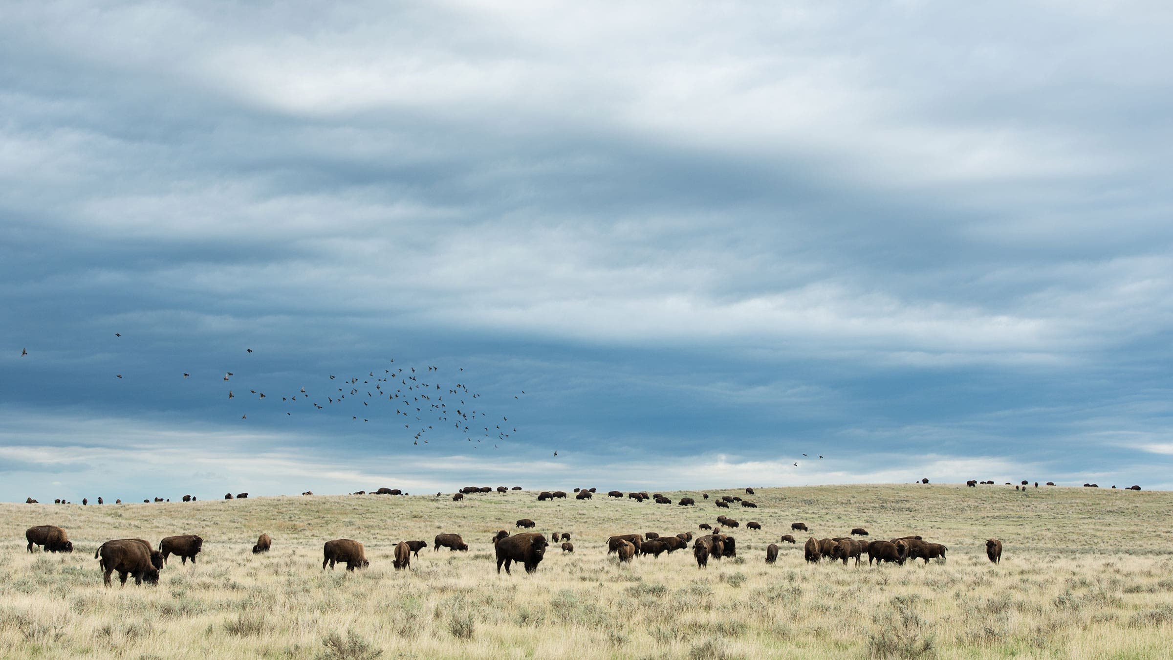 A herd of grazing bison on American Prairie Reserve in Montana