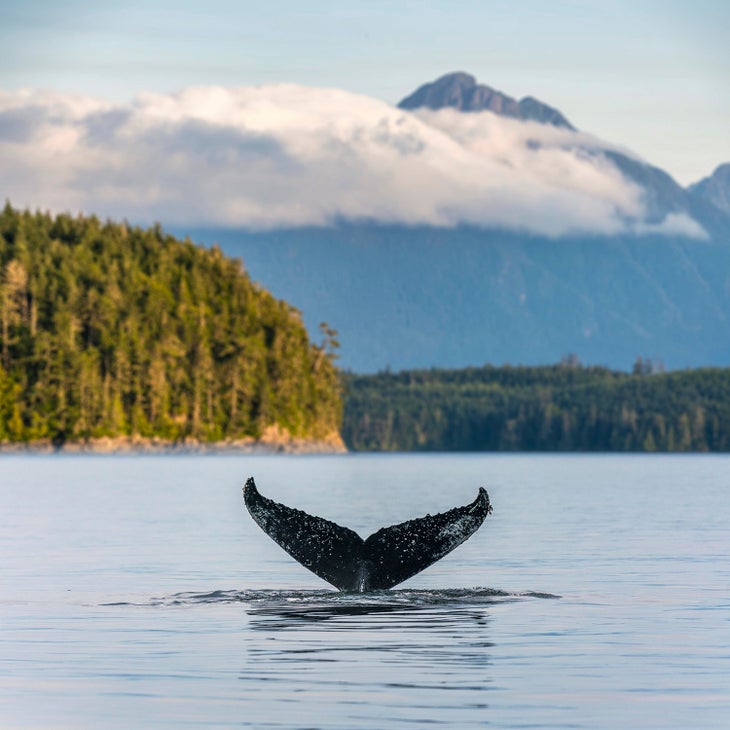 Humpback Whale Tail on the British Columbia coastline in Clayoquot Sound, Canada. if you're wondering where should I go on vacation this year—this place is pretty surpreme.