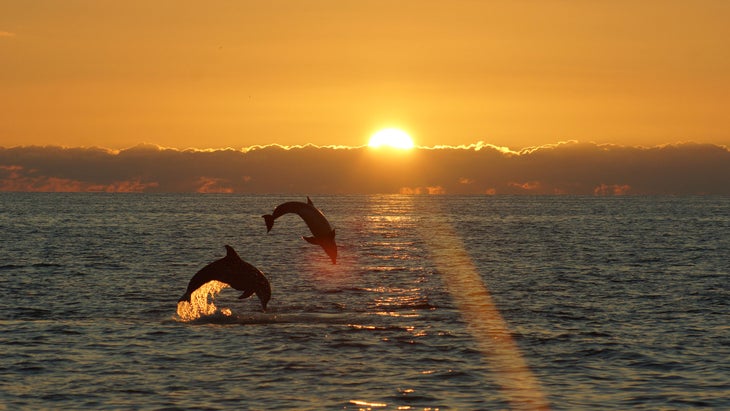 dolphins doing flips off of the Florida gulf coast