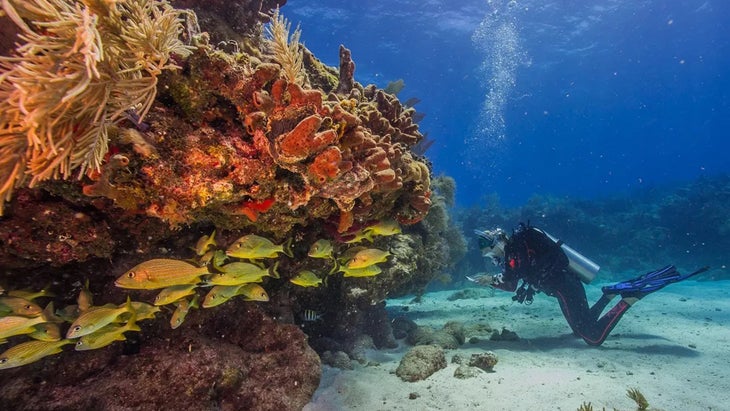 scuba diver, coral and fish, Biscayne National Park