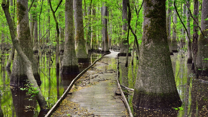 raised boardwalk Congaree National Park