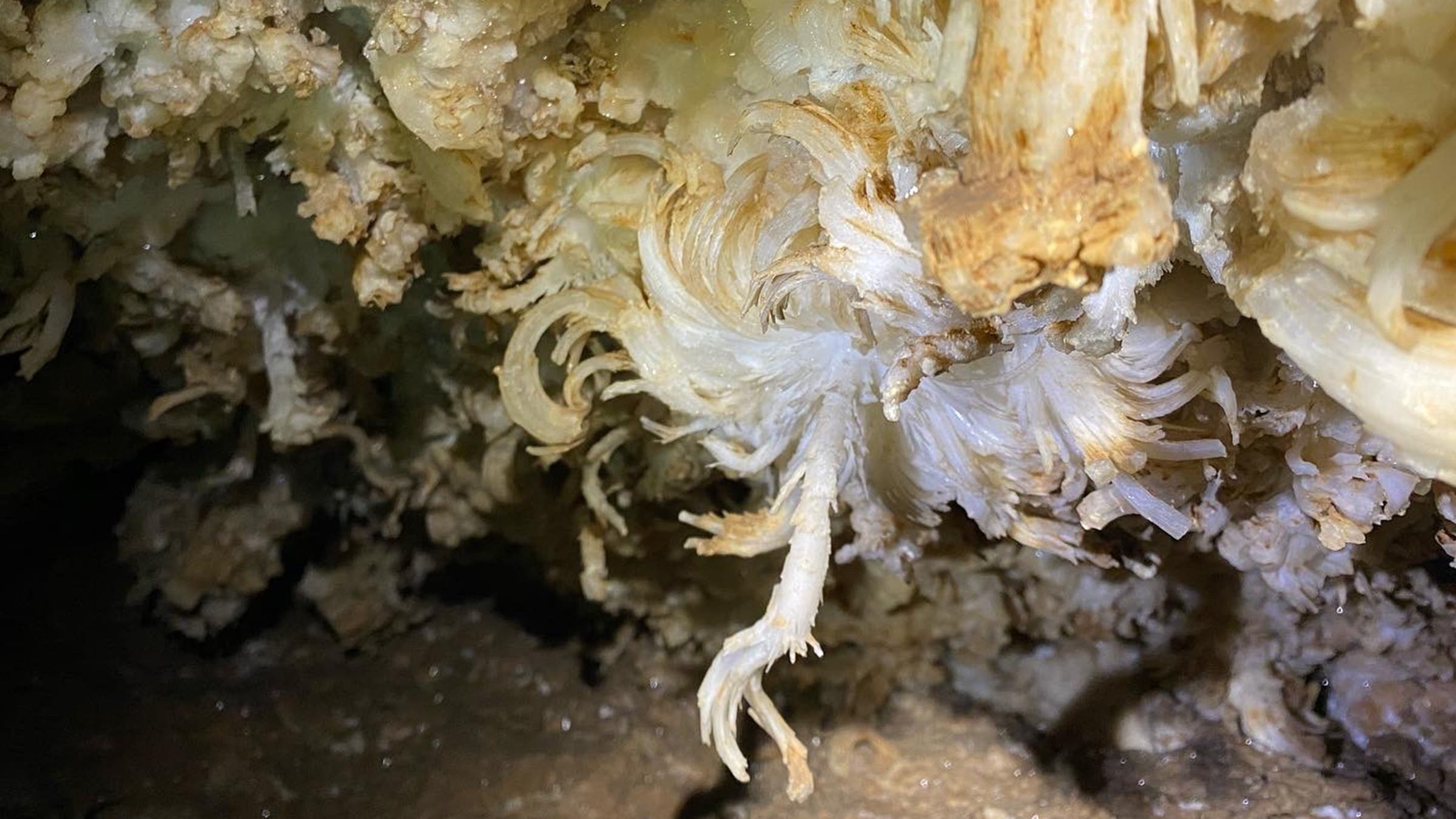 flower-like formation in Mammoth Cave