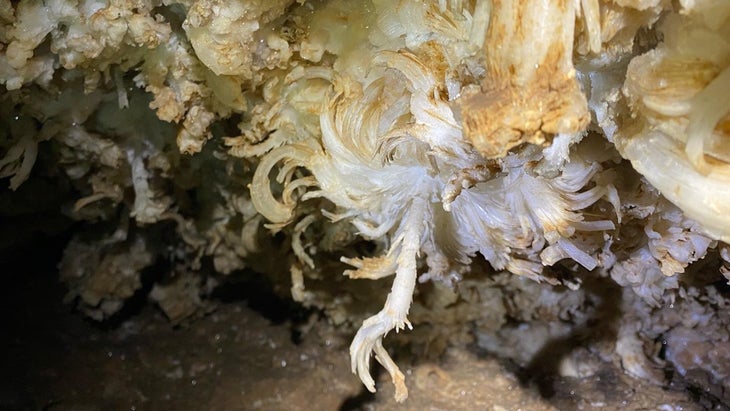 flower-like formation in Mammoth Cave