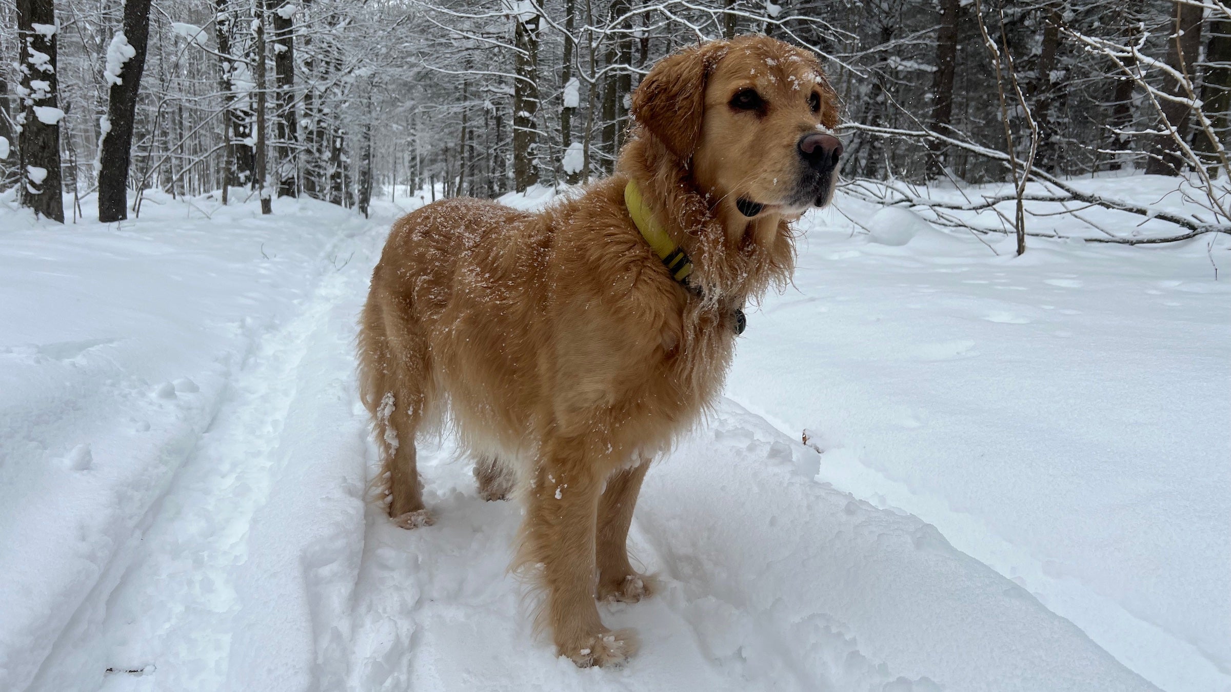 golden retriever in the snow