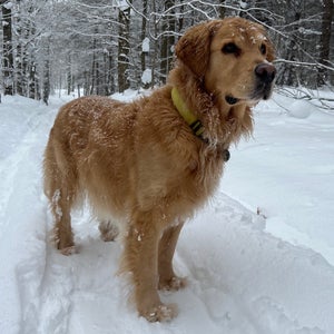 golden retriever in the snow