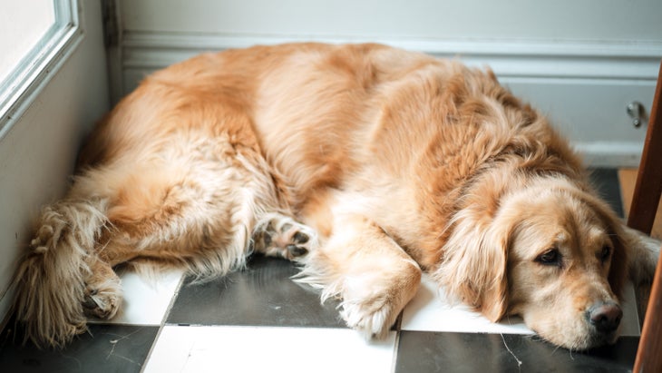 golden retriever lying on black and white floor