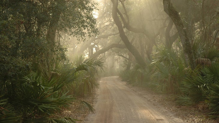 dirt road Cumberland Island National Seashore