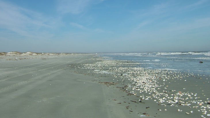 seashells and empty beaches at Cumberland Island National Seashore