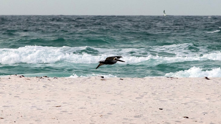 pelican flies over Opal Beach, Gulf Island National Seashore