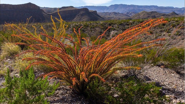 octillo plant in Big Bend area