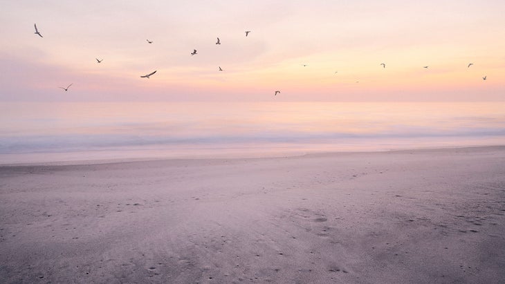 seagulls at dusk on vero beach, one of the best beaches in florida for treasure hunting