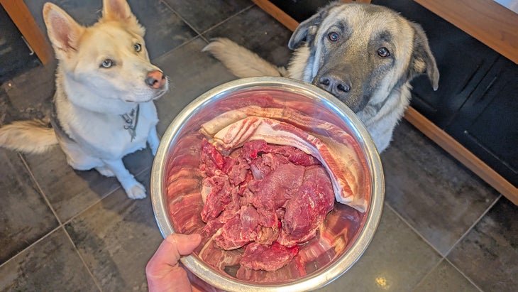 Dogs with a bowl of meat