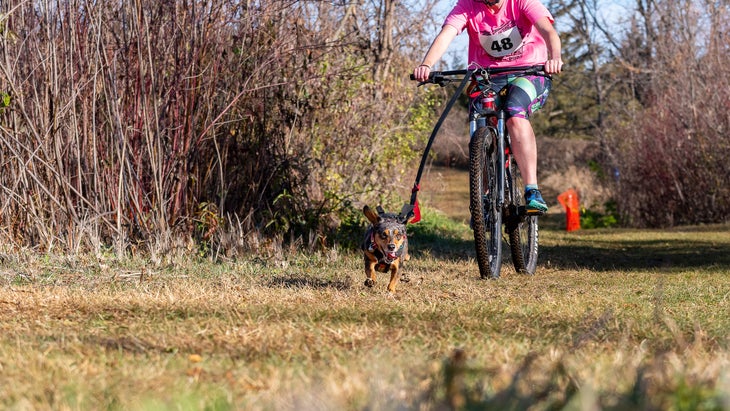 small dog running in front of mountain bike