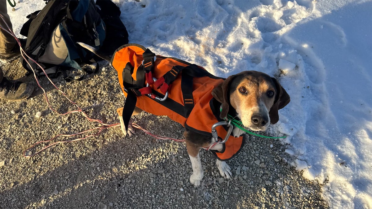 A Rescue Team in Colorado Spent 13 Hours Saving a Dog Named Tiny