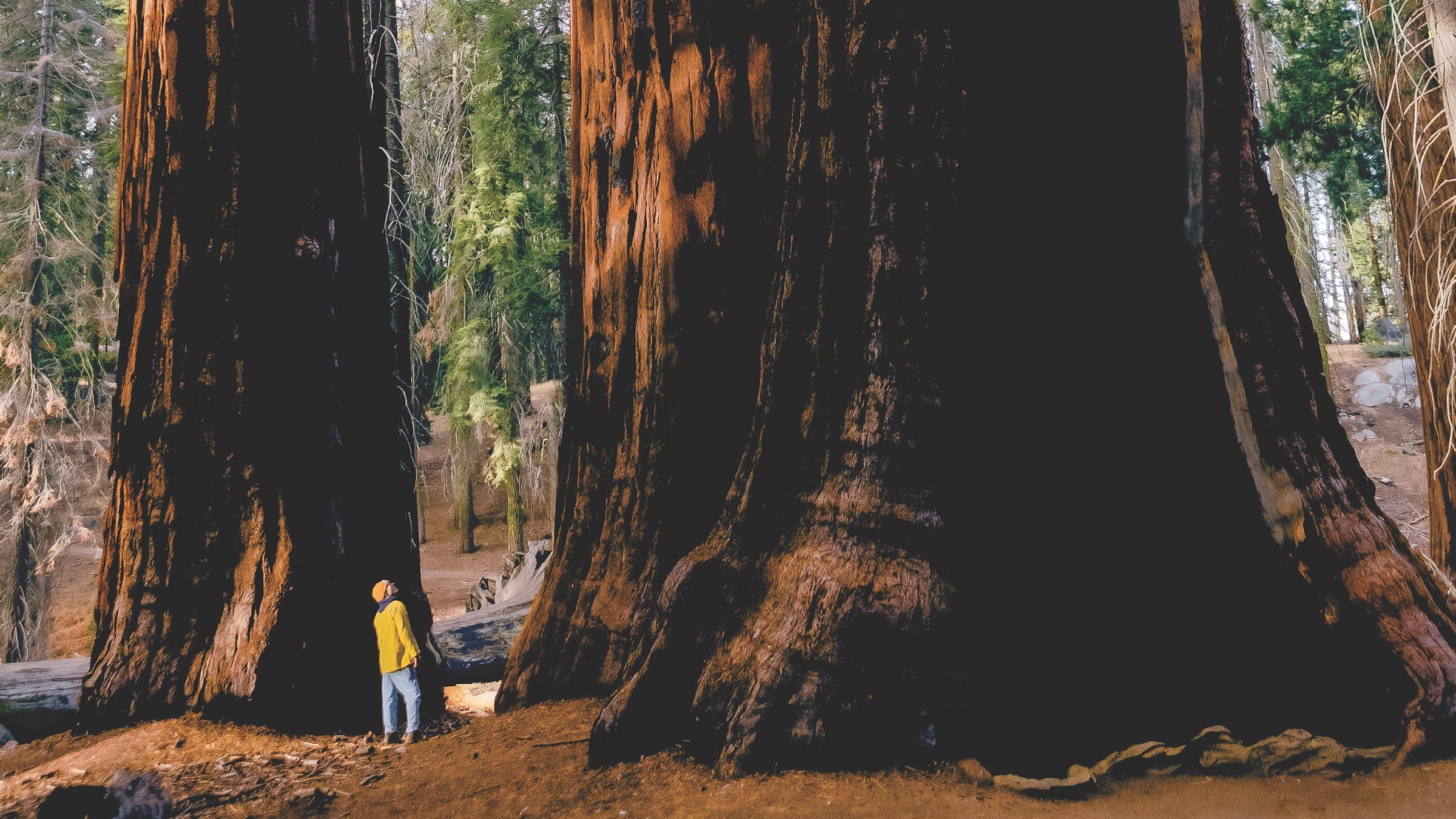 person walking through massive Sequoias
