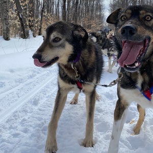 dogs lined up in snow