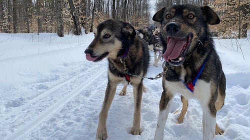 dogs lined up in snow