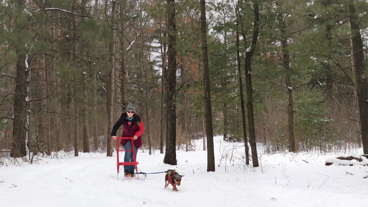 small dog pulling through snow