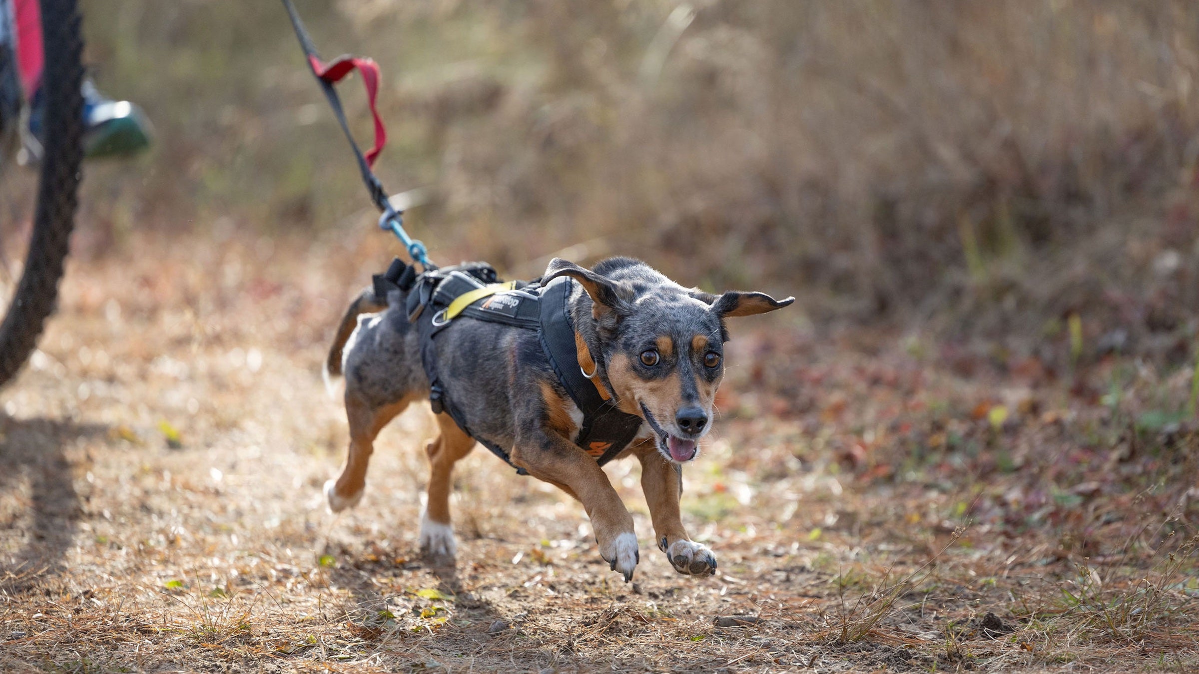 small dog in harness running ahead of bike wheel