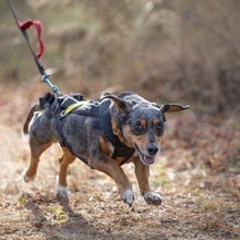 small dog in harness running ahead of bike wheel