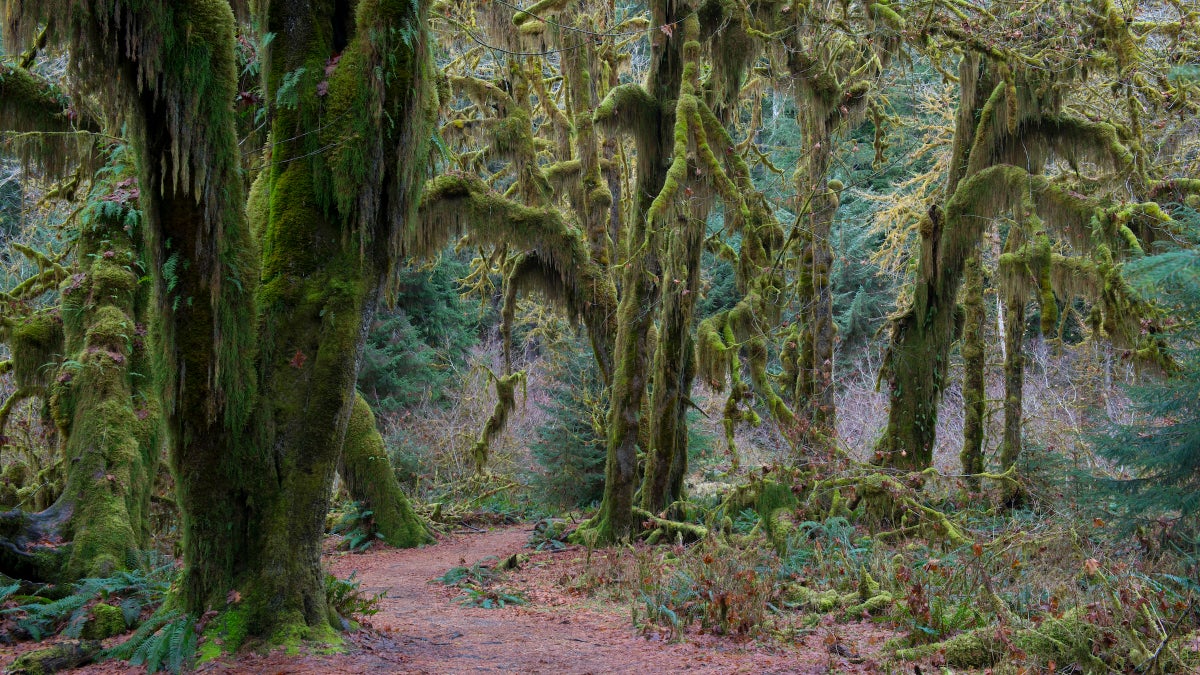 The Thieves Didn't Leave Fingerprints. Detectives Used Tree DNA To Convict Them Instead.