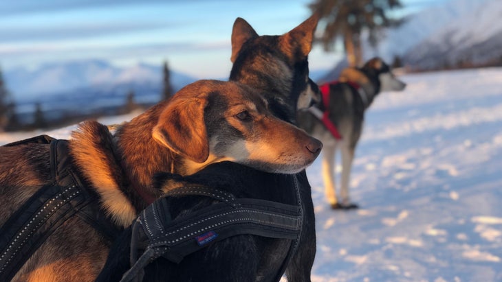 two dogs snuggling in snow