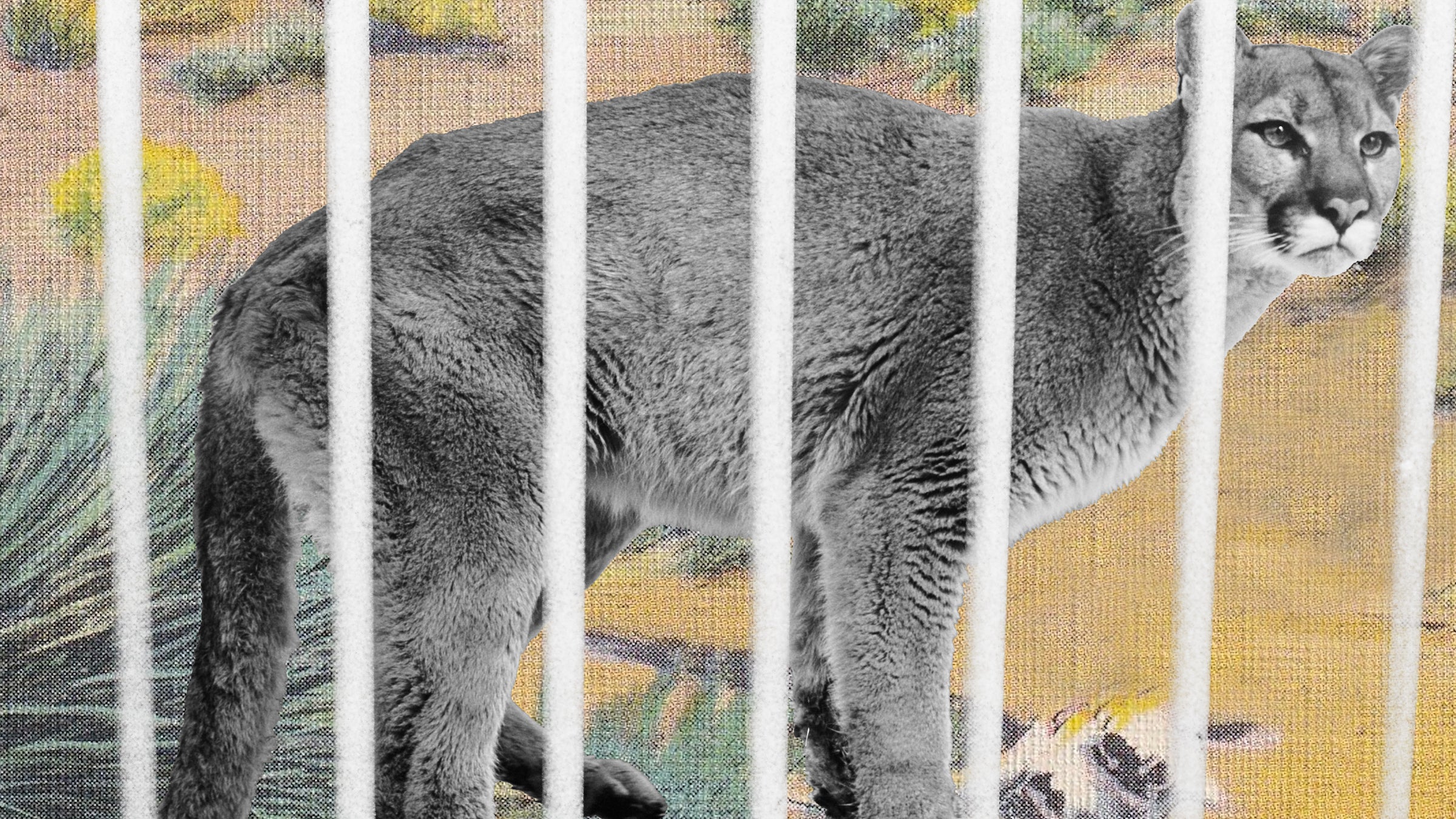 photo illustration of a cougar behind bars