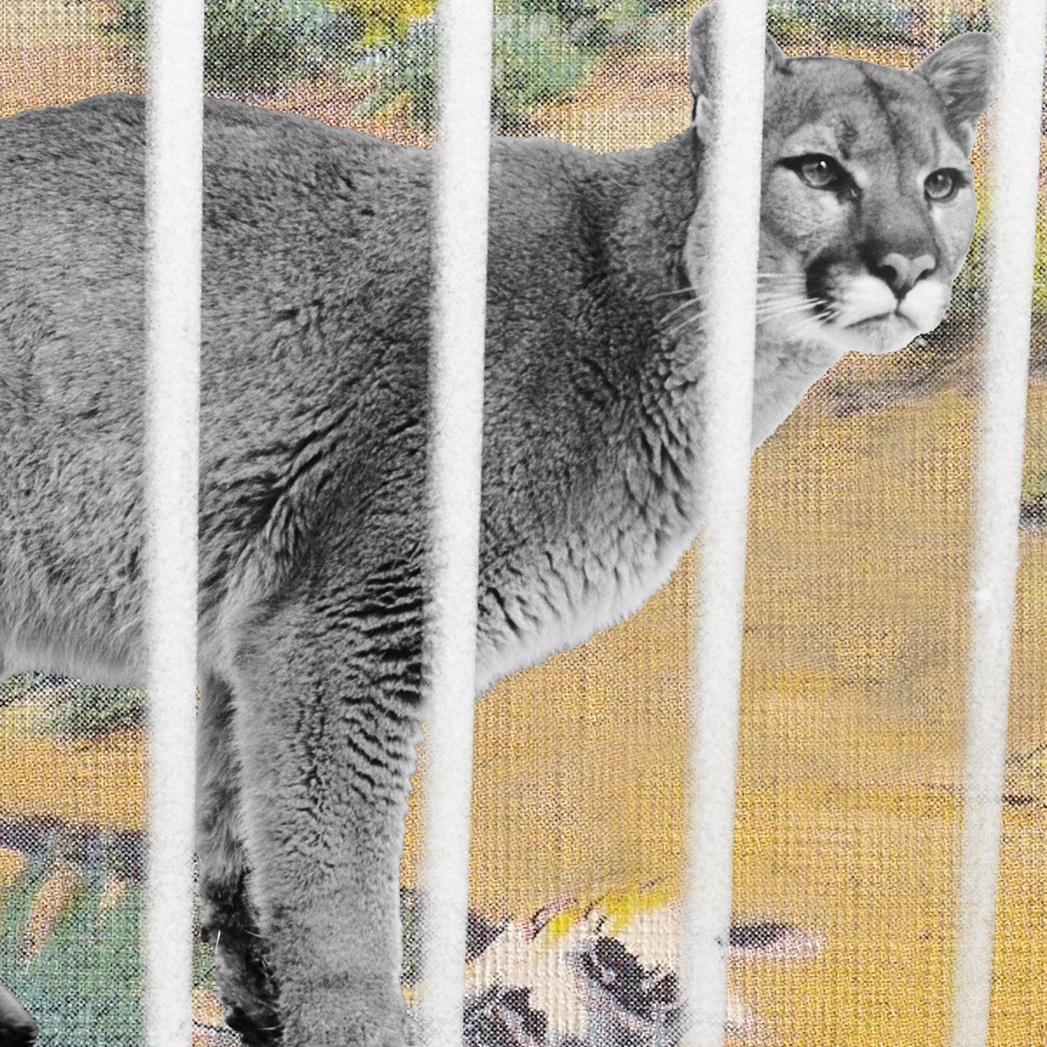 photo illustration of a cougar behind bars