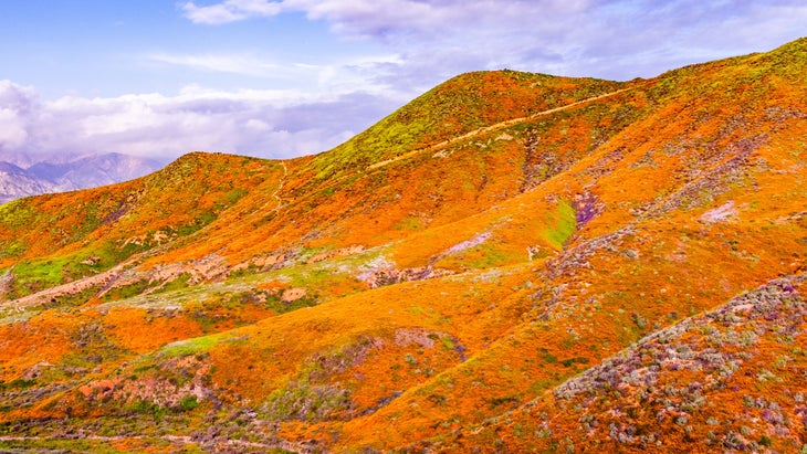 orange hill covered in flowers