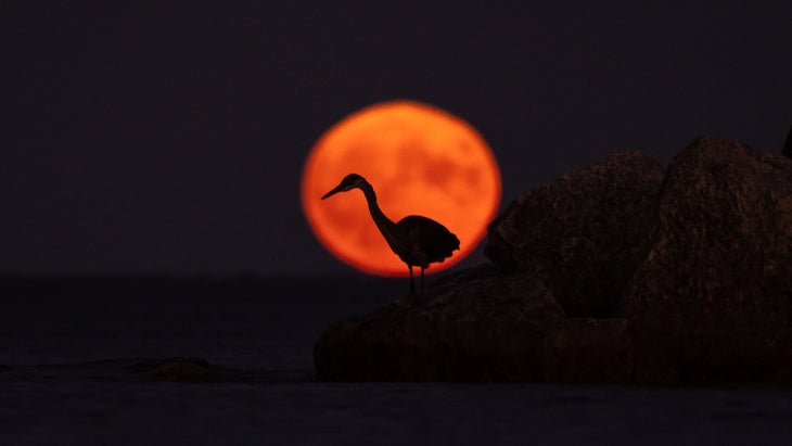 Orange supermoon with a heron in front of it