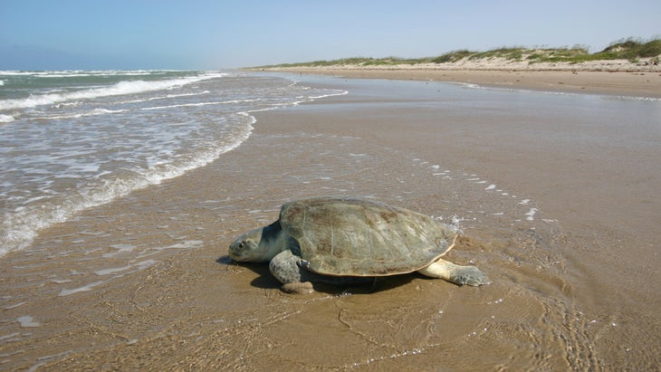 turtle heads out to sea at Padres Island National Seashore