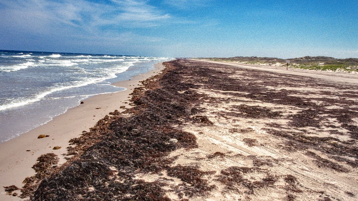 Padre Island National Seashore 