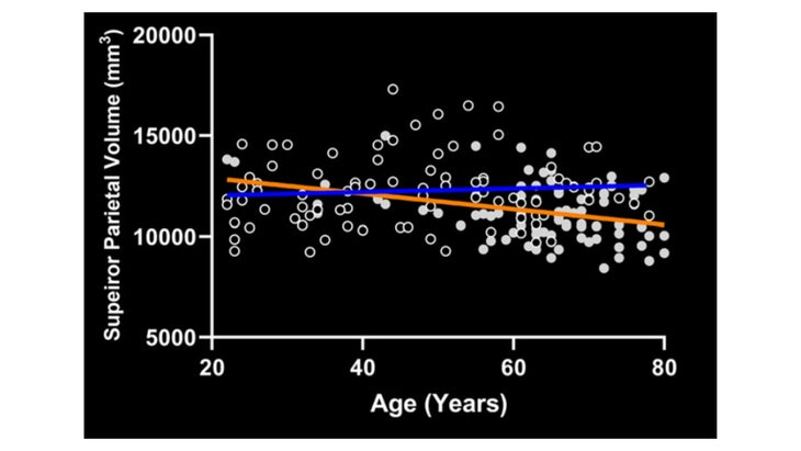 line graph and chart showing age vs supeiror parietal volume