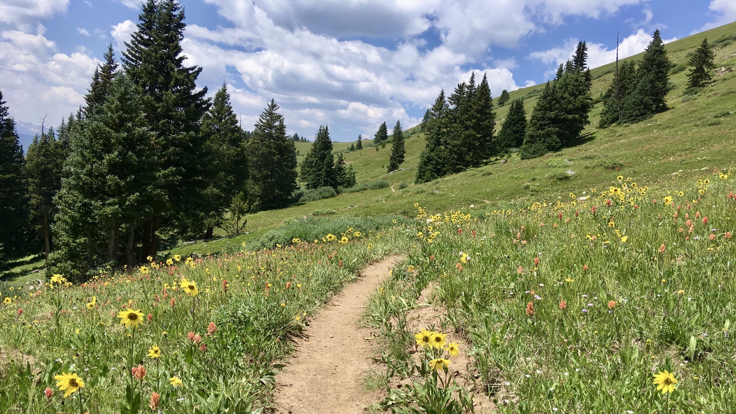 Wildflowers on hiking trail