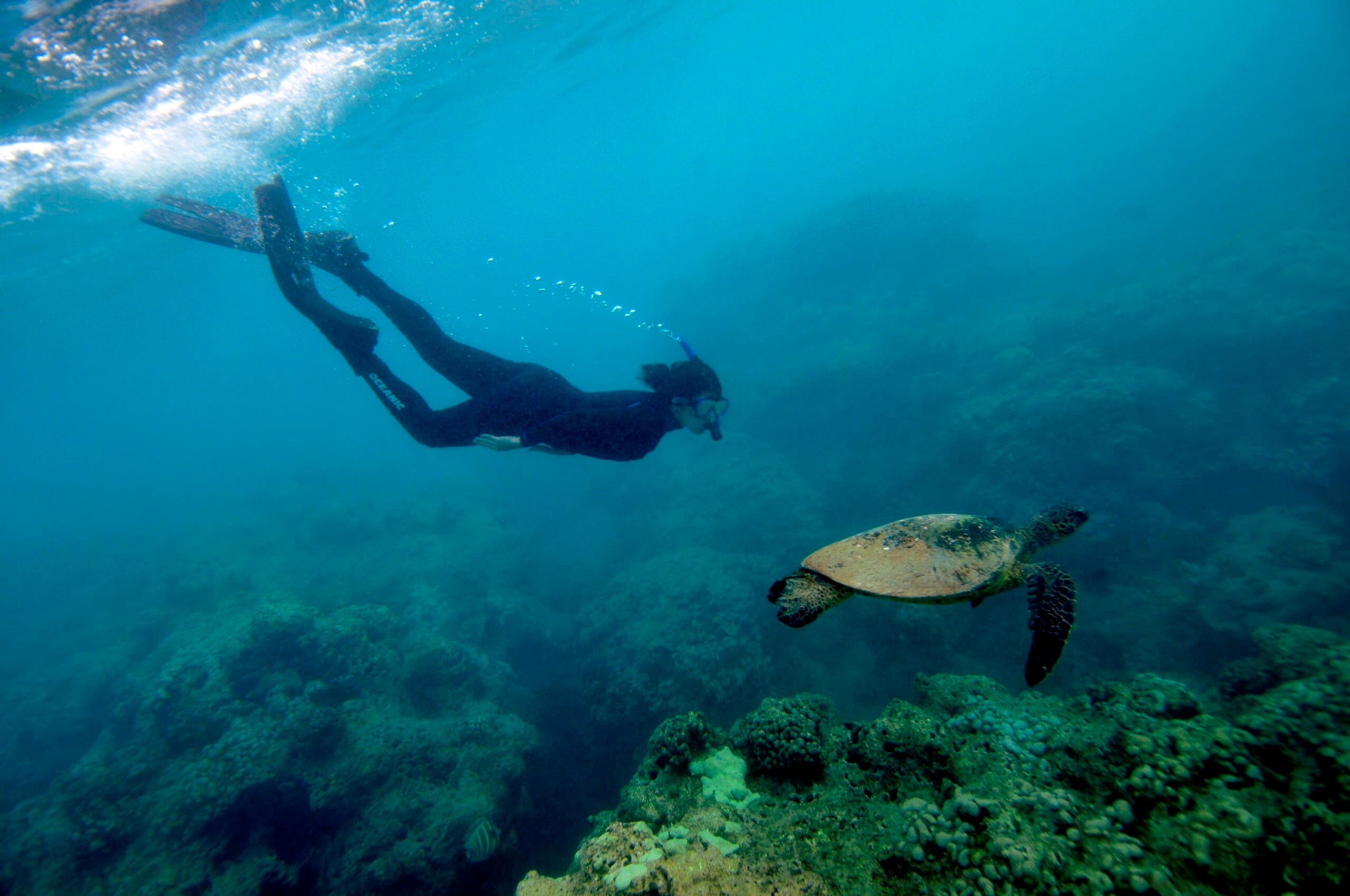 A snorkeler observes a green sea turtle. Chelonia mydas. swimming in Hanauma Bay. Oahu. Hawaii. USA.