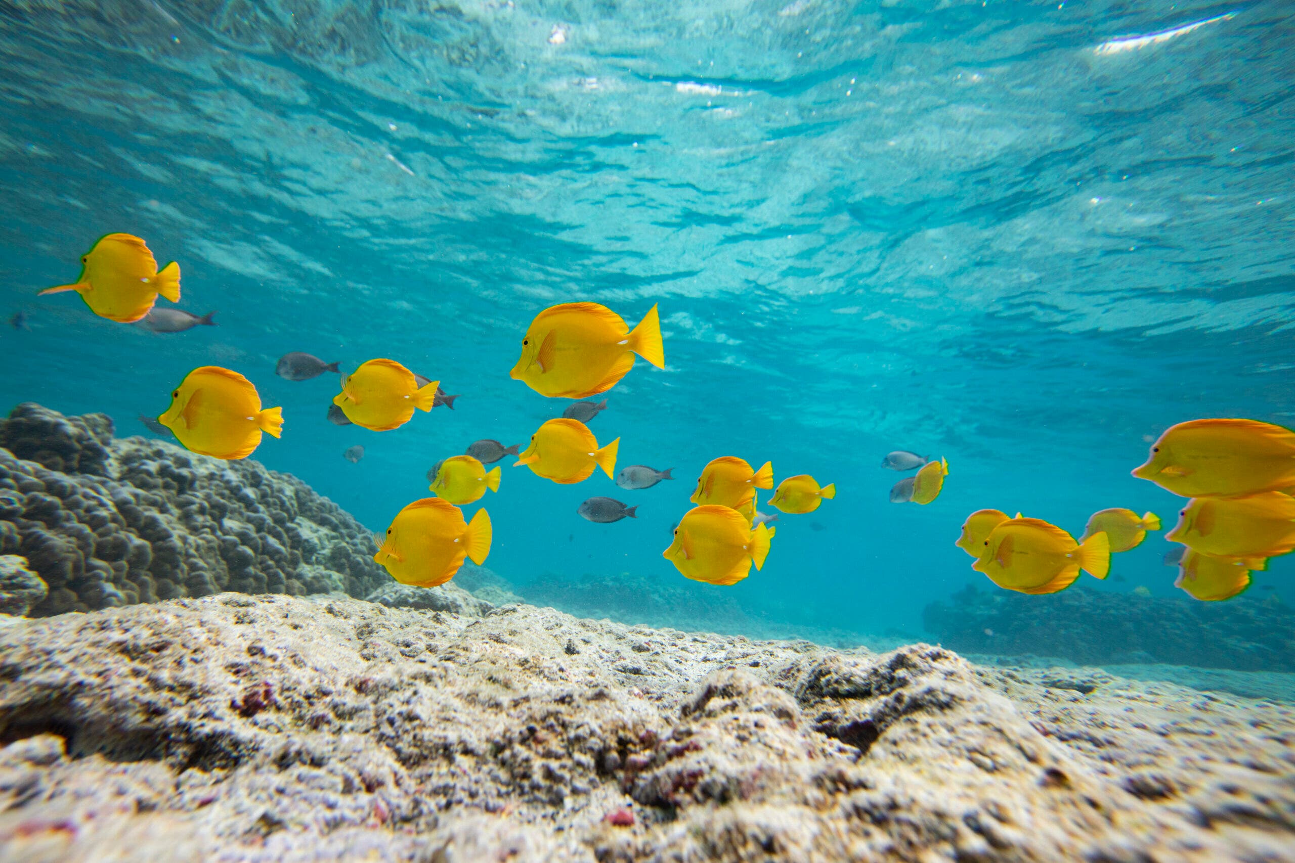 In an underwater photo, butterflyfish swim in the Pacific Ocean near coral reefs at Kahalu'u Beach Park, a popular swimming and snorkeling beach in Kailua-Kona, Hawaii