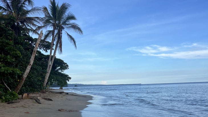 Playa Chiquita Costa Rica Palm Trees