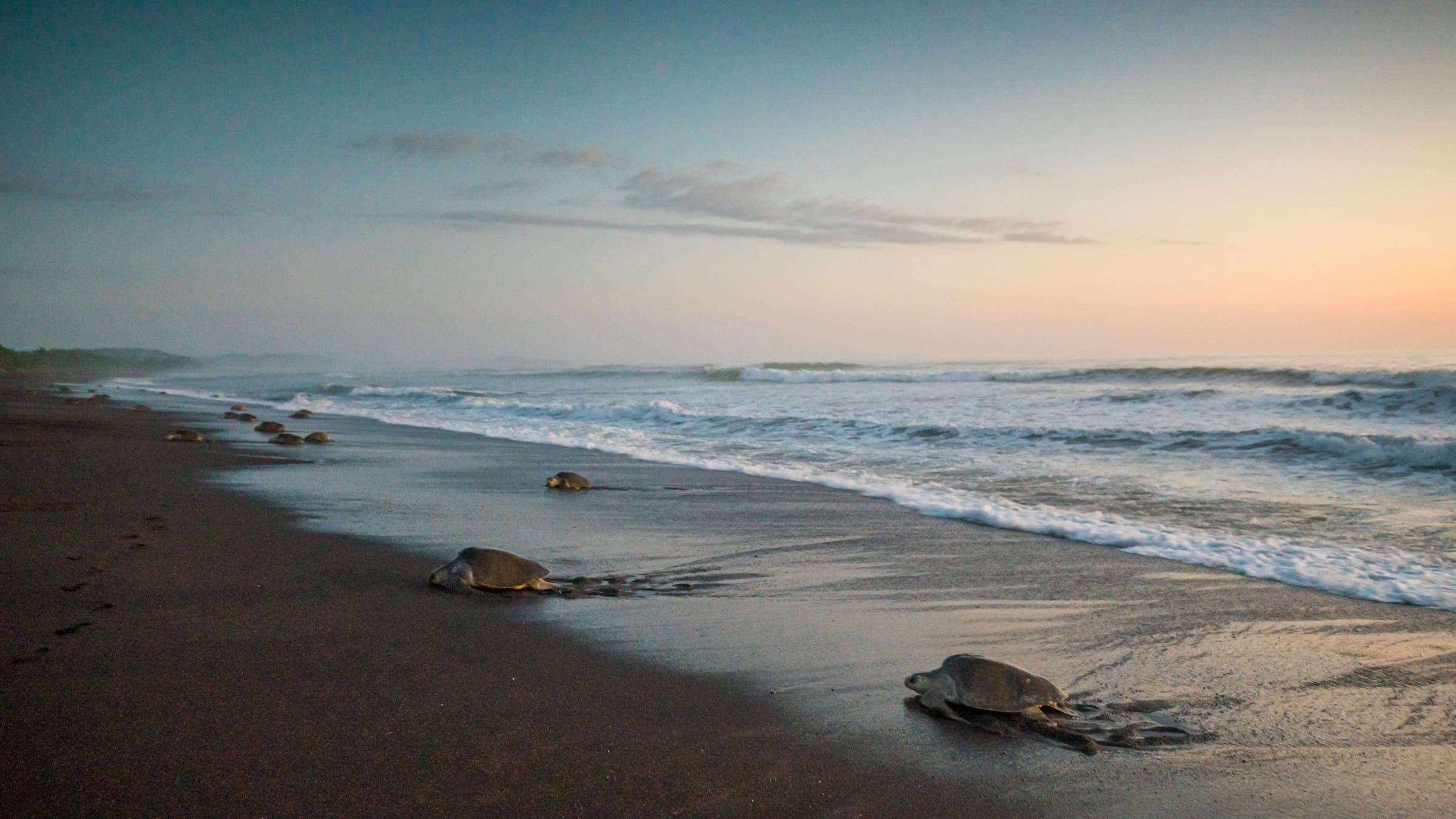 Turtles nesting Costa Rica Playa Ostional