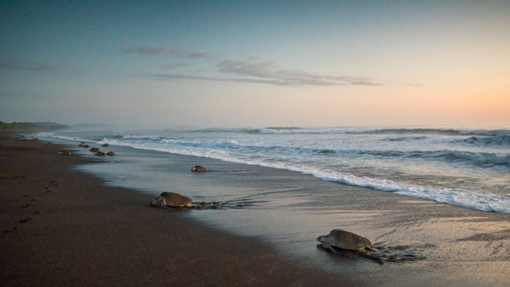 Turtles nesting Costa Rica Playa Ostional 